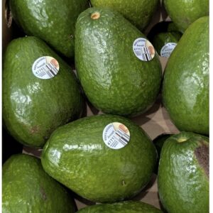 avocado/zaboka haiti